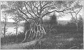 Illustrations pour Marins et missionnaires : Récit de la prise de possession de Nouvelle-Calédonie – 1843 / 1853 - Albert de Salinis