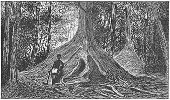 Illustrations pour Marins et missionnaires : Récit de la prise de possession de Nouvelle-Calédonie – 1843 / 1853 - Albert de Salinis