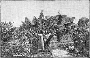 Illustrations pour Marins et missionnaires : Récit de la prise de possession de Nouvelle-Calédonie – 1843 / 1853 - Albert de Salinis