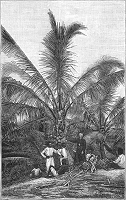 Illustrations pour Marins et missionnaires : Récit de la prise de possession de Nouvelle-Calédonie – 1843 / 1853 - Albert de Salinis