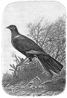 Illustrations pour Marins et missionnaires : Récit de la prise de possession de Nouvelle-Calédonie – 1843 / 1853 - Albert de Salinis