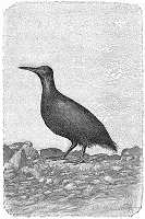 Illustrations pour Marins et missionnaires : Récit de la prise de possession de Nouvelle-Calédonie – 1843 / 1853 - Albert de Salinis